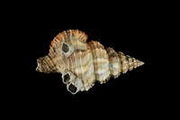 藏品(中華峨螺)的圖片